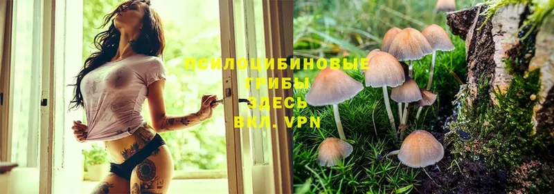 где можно купить наркотик  Всеволожск  Псилоцибиновые грибы Magic Shrooms 